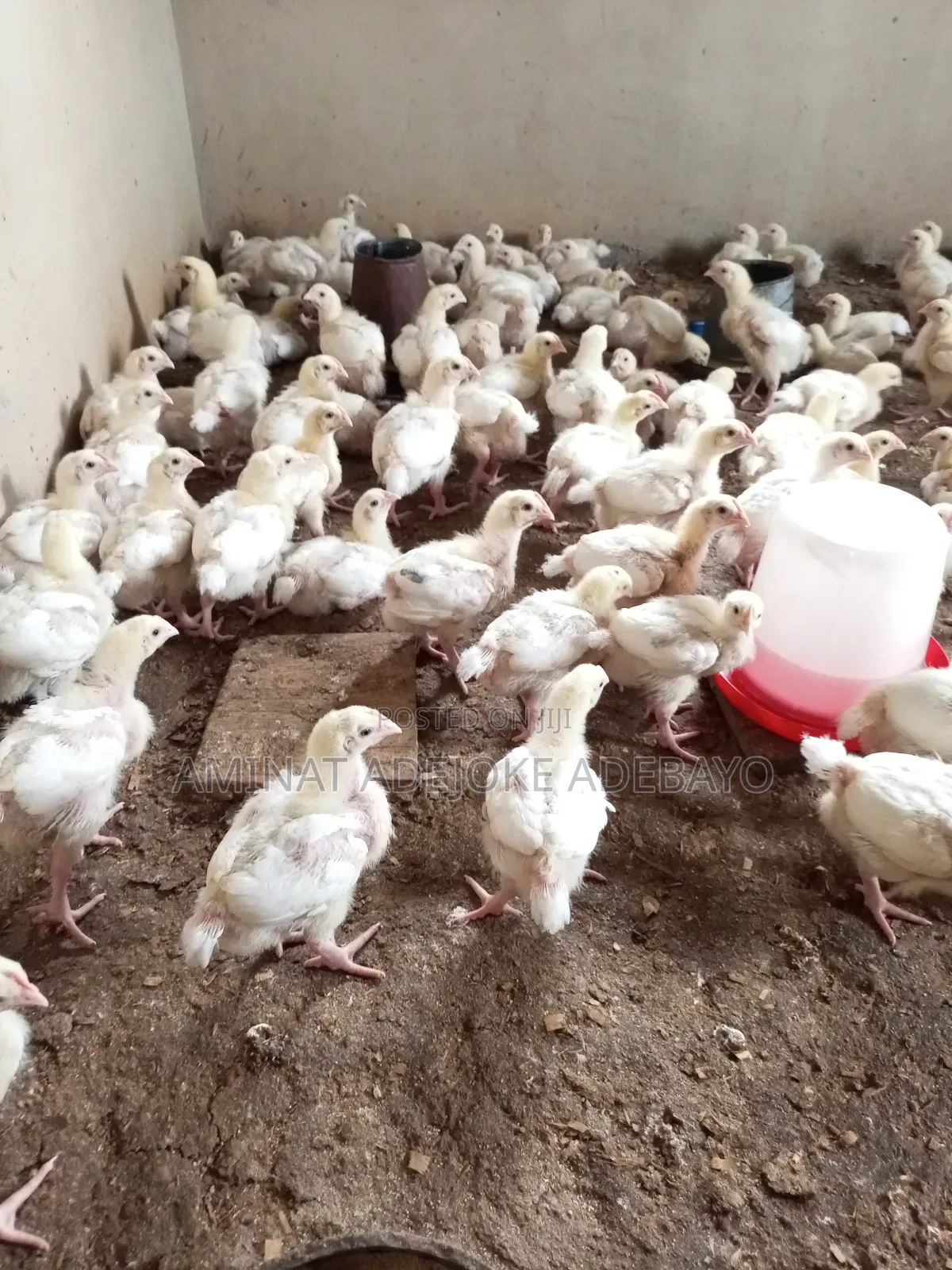 3 Weeks Broiler