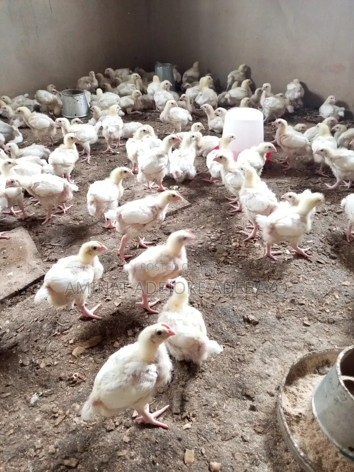 3 Weeks Broiler