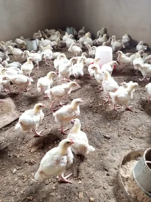 3 Weeks Broiler