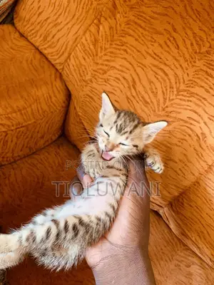 1-3 months Female Mixed Breed Tabby