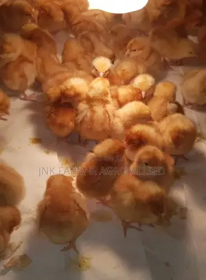 Quality Healthy Day Old Isa Brown Pullet Available