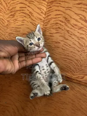 1-3 months Female Mixed Breed Tabby