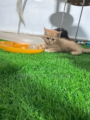 1-3 months Male Mixed Breed British Shorthair