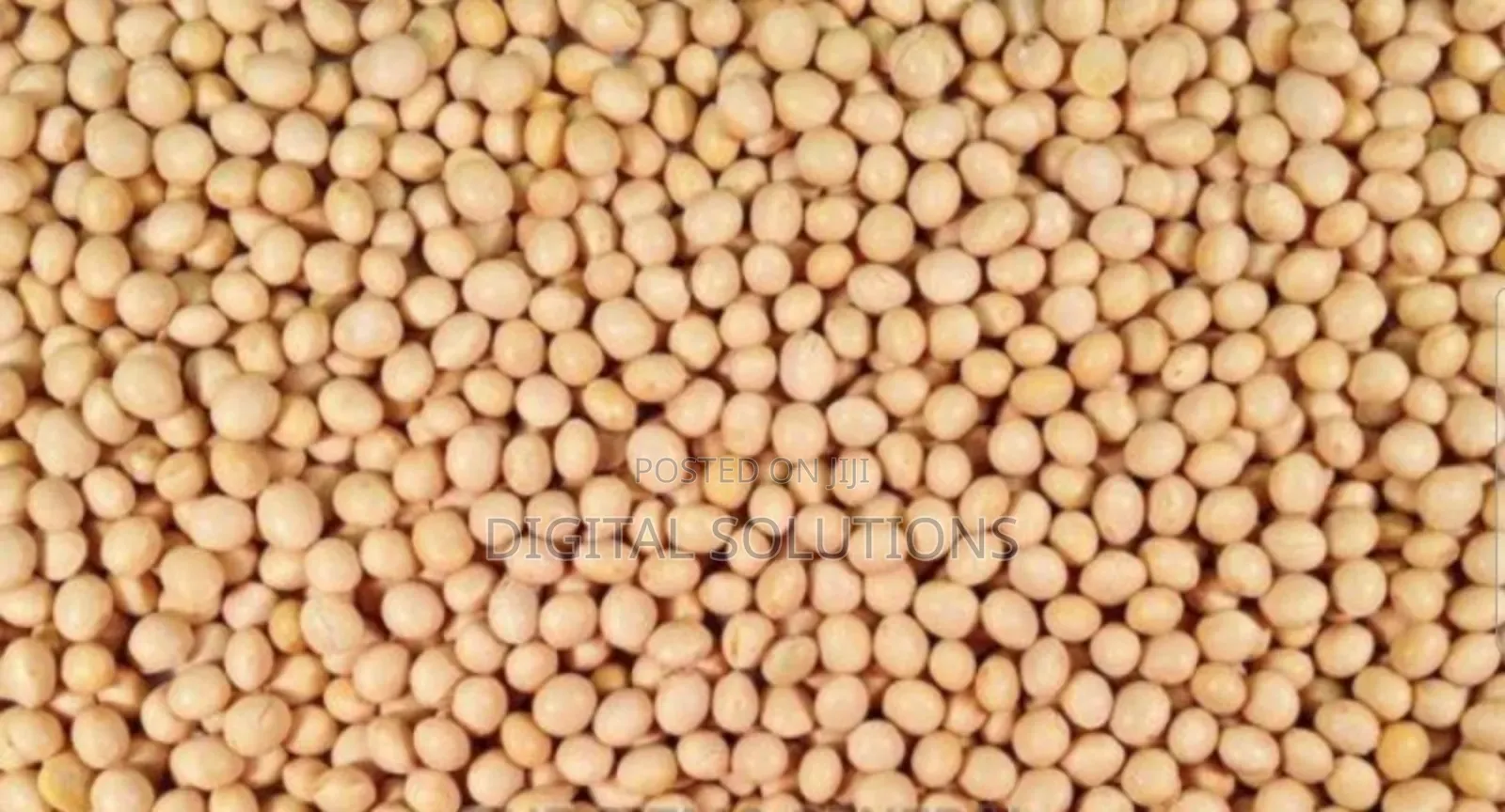 Soya Beans Per 1 Paint Bucket.
