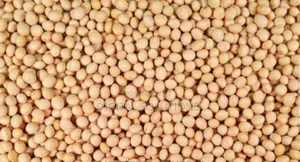 Soya Beans Per 1 Paint Bucket.