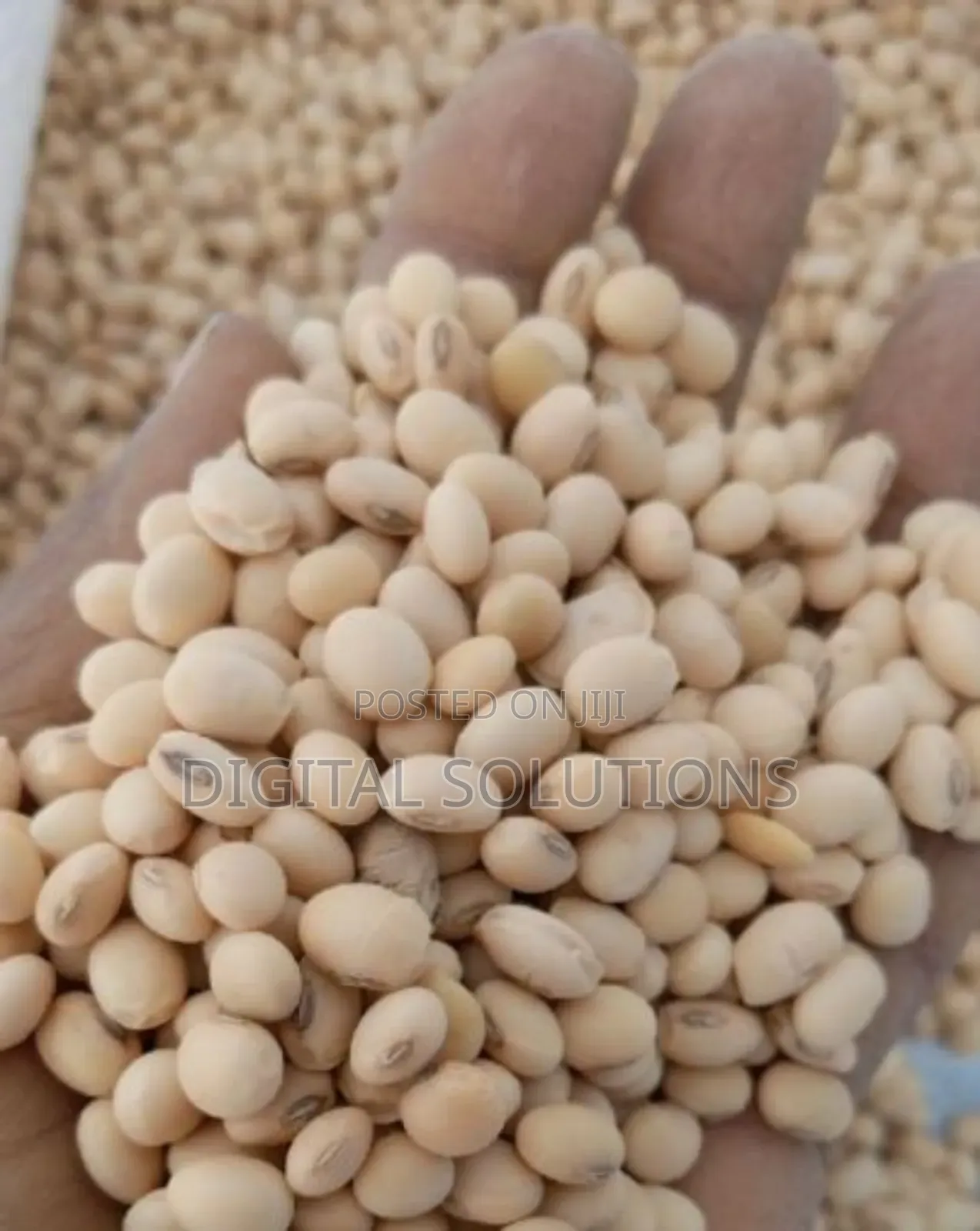 Soya Beans Per 1 Paint Bucket.