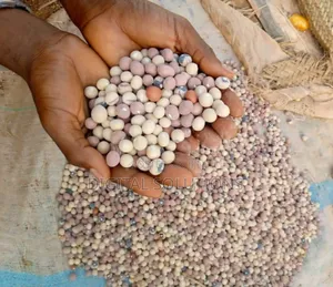 Bambara Nuts Per 1 Paint Bucket (Bambara Beans).