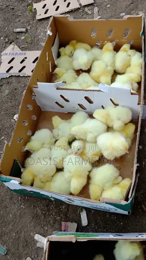 Poultry Chicks and Equipment
