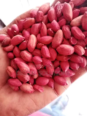 Groundnut Per 1 Paint Bucket.