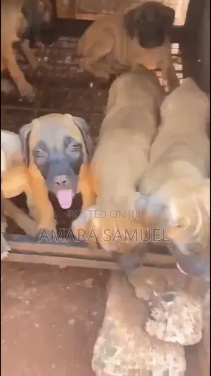 1-3 months Female Mixed Breed Boerboel