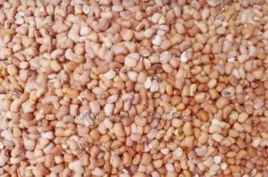 Oloyin Beans Per 1 Paint Bucket. Honey Beans.