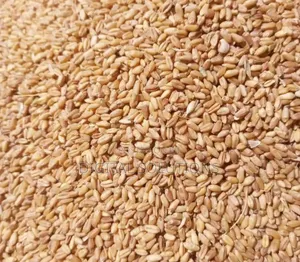 Wheat Per 1 Paint Bucket. Wheat Grains.