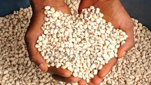 Iron White Beans Per 1 Paint Bucket. Iron Beans.