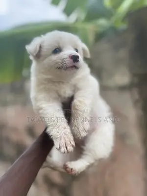 1-3 months Female Purebred American Eskimo