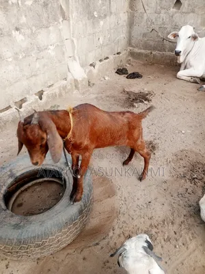 Pure Female Large Sahel Breed
