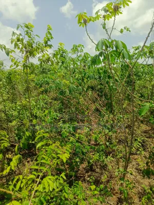 40 Acres of Farm Land at Adegbokan Village Isiun