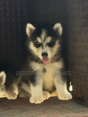 1-3 months Male Purebred Siberian Husky
