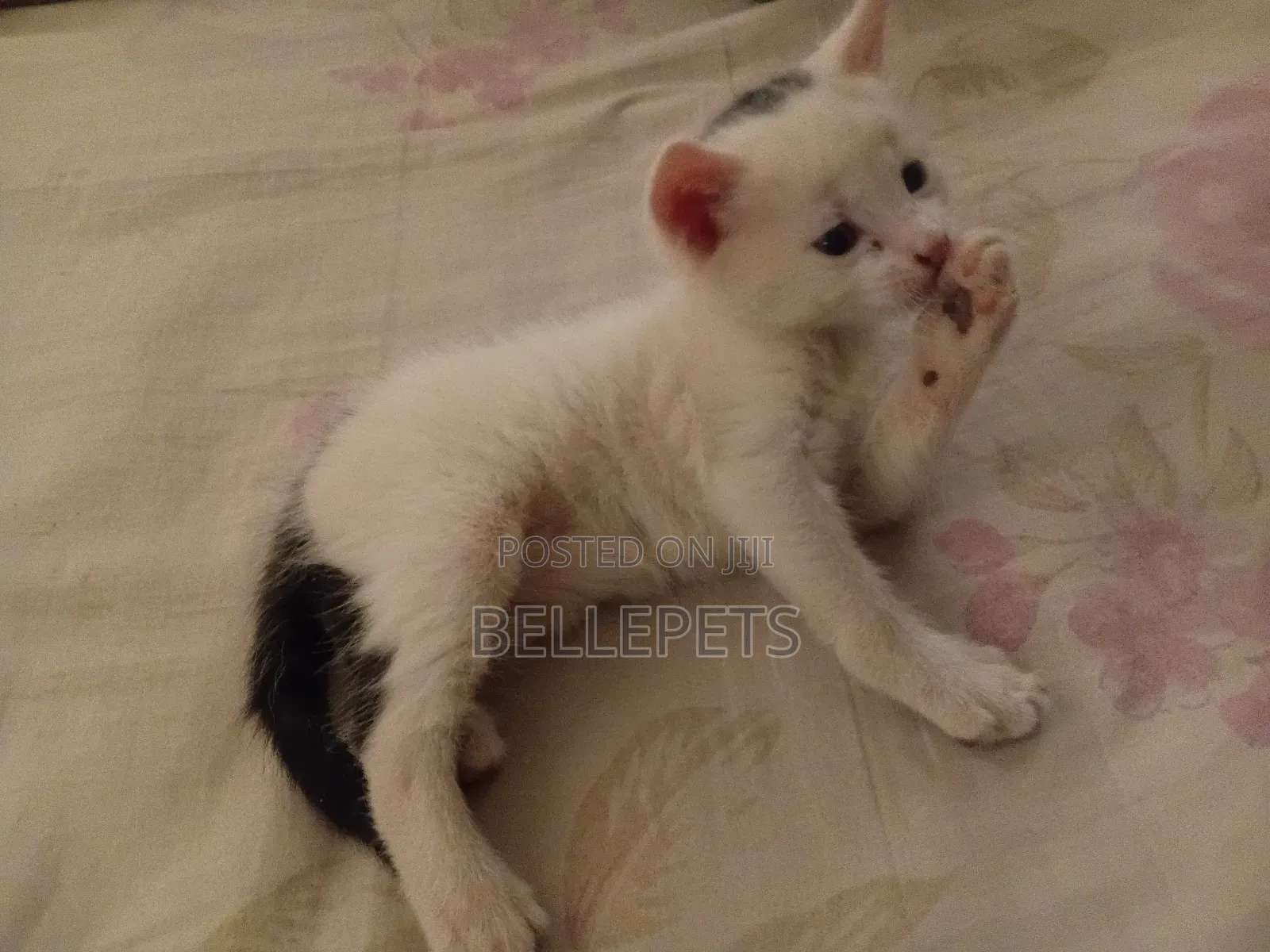 1-3 months Male Mixed Breed Turkish Van