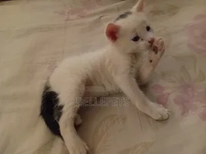 1-3 months Male Mixed Breed Turkish Van