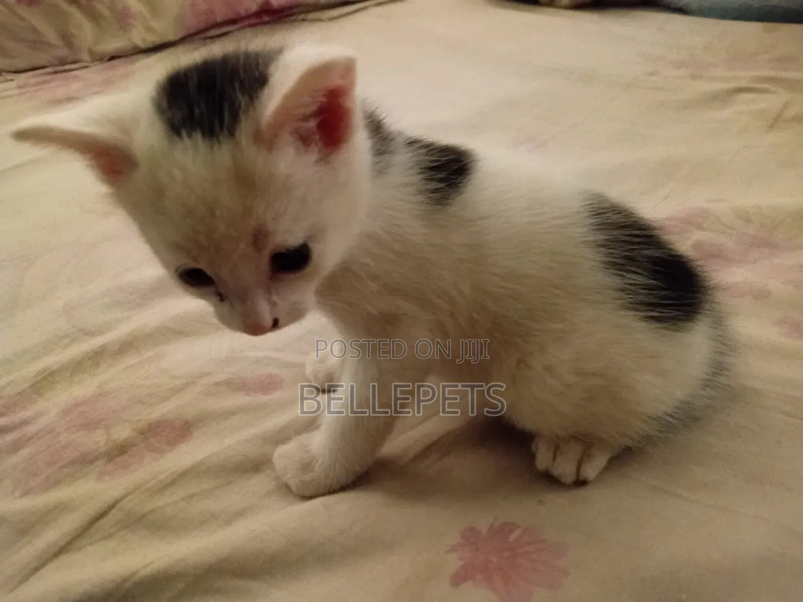 1-3 months Male Mixed Breed Turkish Van