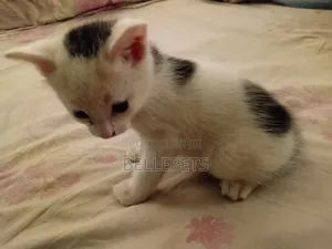 1-3 months Male Mixed Breed Turkish Van