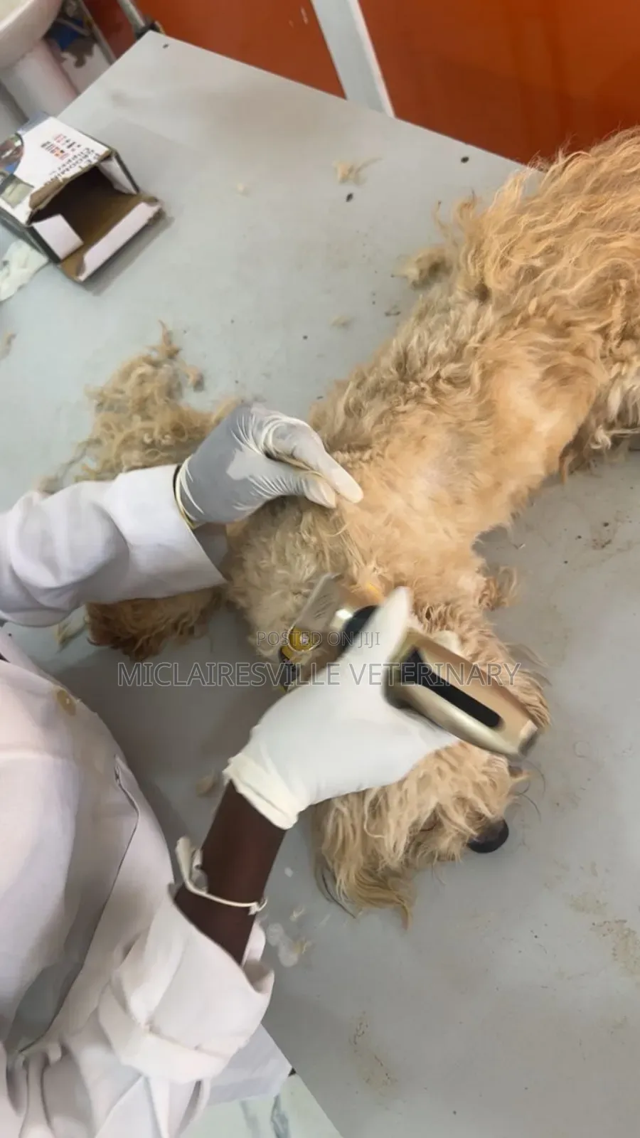Pet Grooming Services