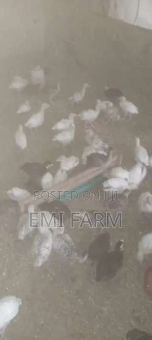 2weeks Local Turkey Available for Sale