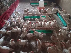 6weeks Cockerel for Sale