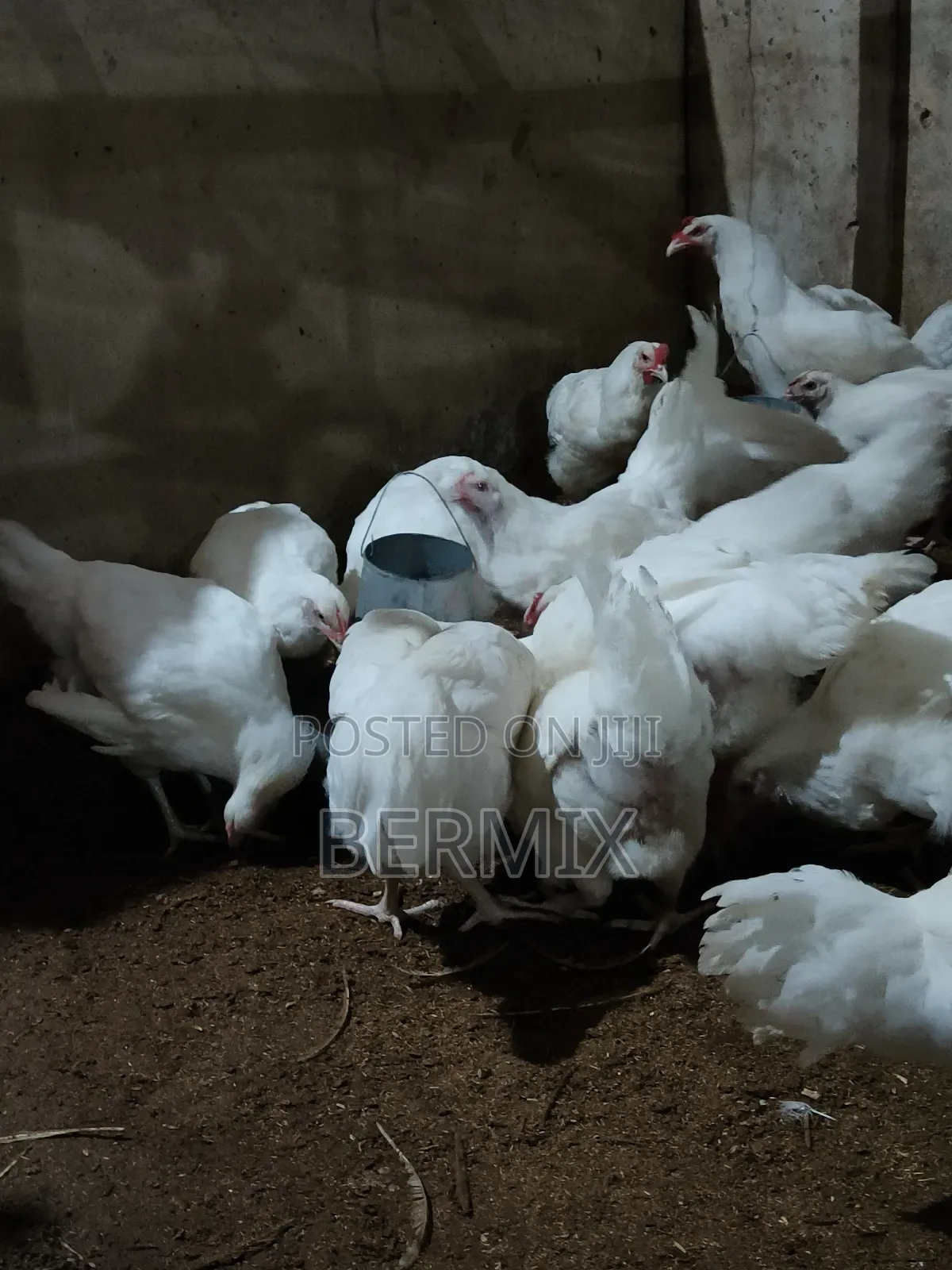 Mature Broilers