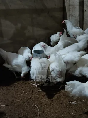 Mature Broilers