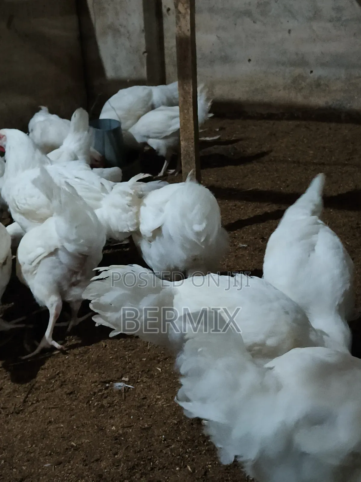 Mature Broilers