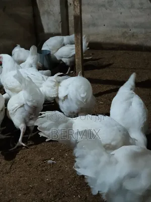 Mature Broilers