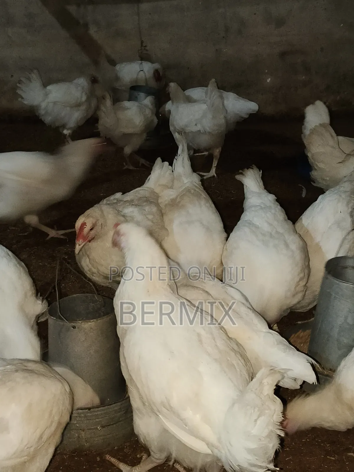 Mature Broilers