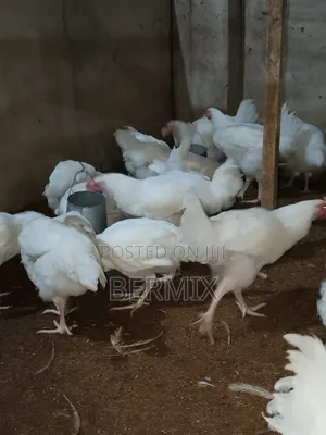 Mature Broilers