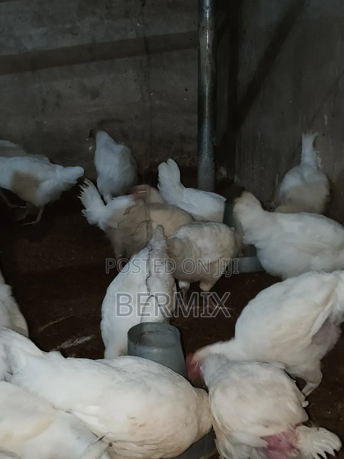 Mature Broilers