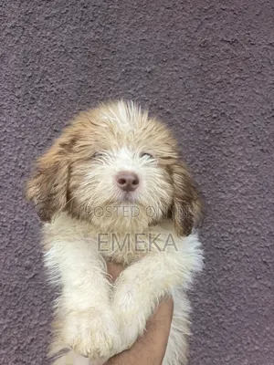 1-3 months Male Purebred Lhasa Apso