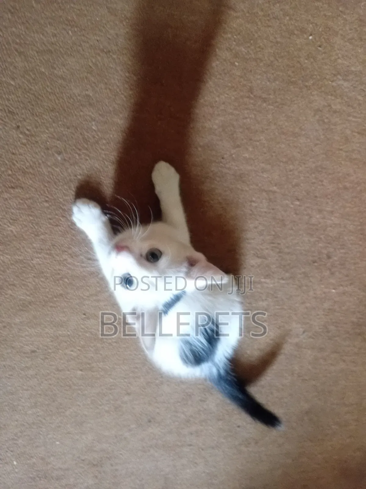 1-3 months Male Mixed Breed Turkish Van