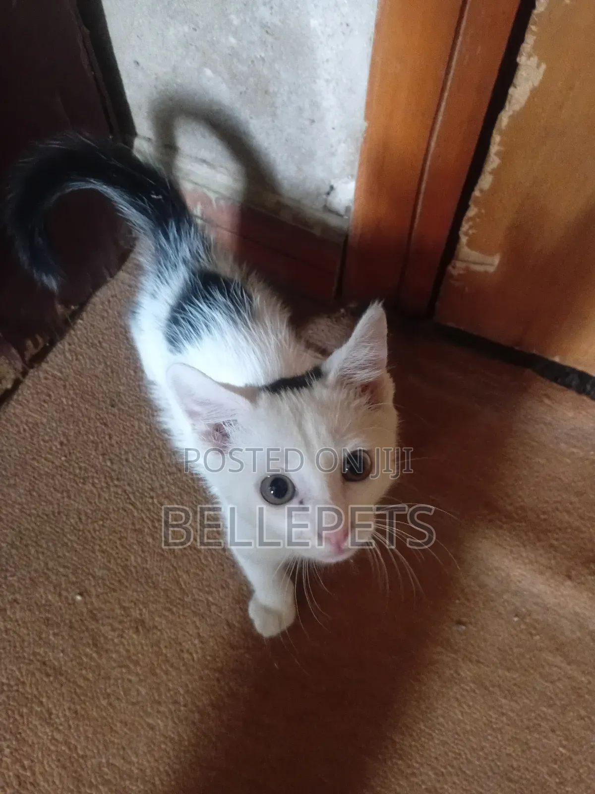 1-3 months Male Mixed Breed Turkish Van