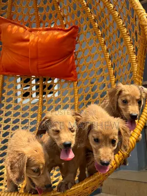 1-3 months Female Purebred Golden Retriever