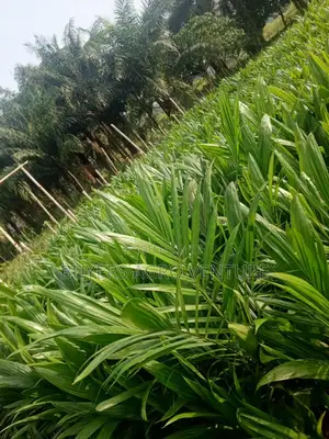 Quality Palm Oil Seedlings From Nursery Buy Now and Plant.