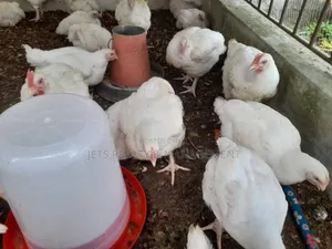 Stock Up on Clean Affordable Chickens Before Easter