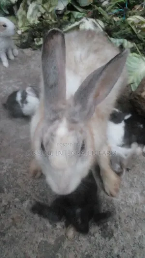 Rabbit of Different Sizes and Colour