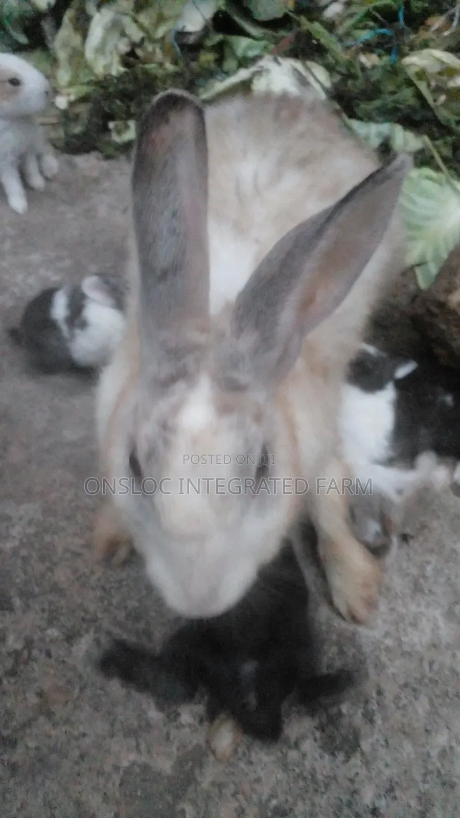 Rabbit of Different Sizes and Colour