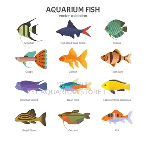 Ornamental Fishes