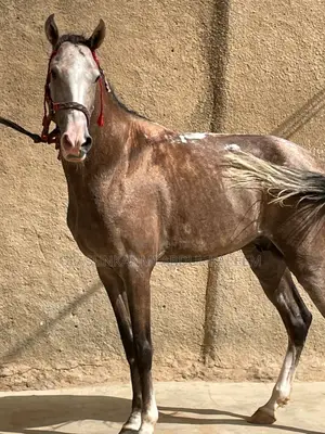 Male Horse Available