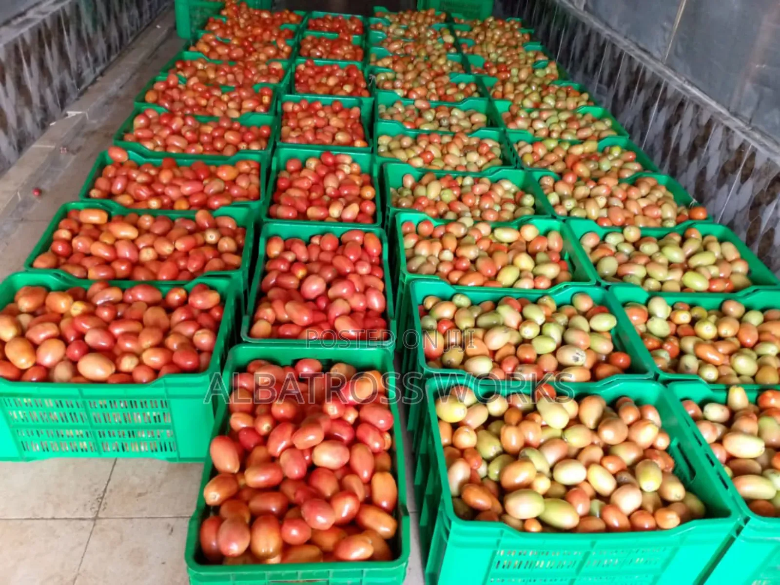 Tomato Farming/Farm Set Up