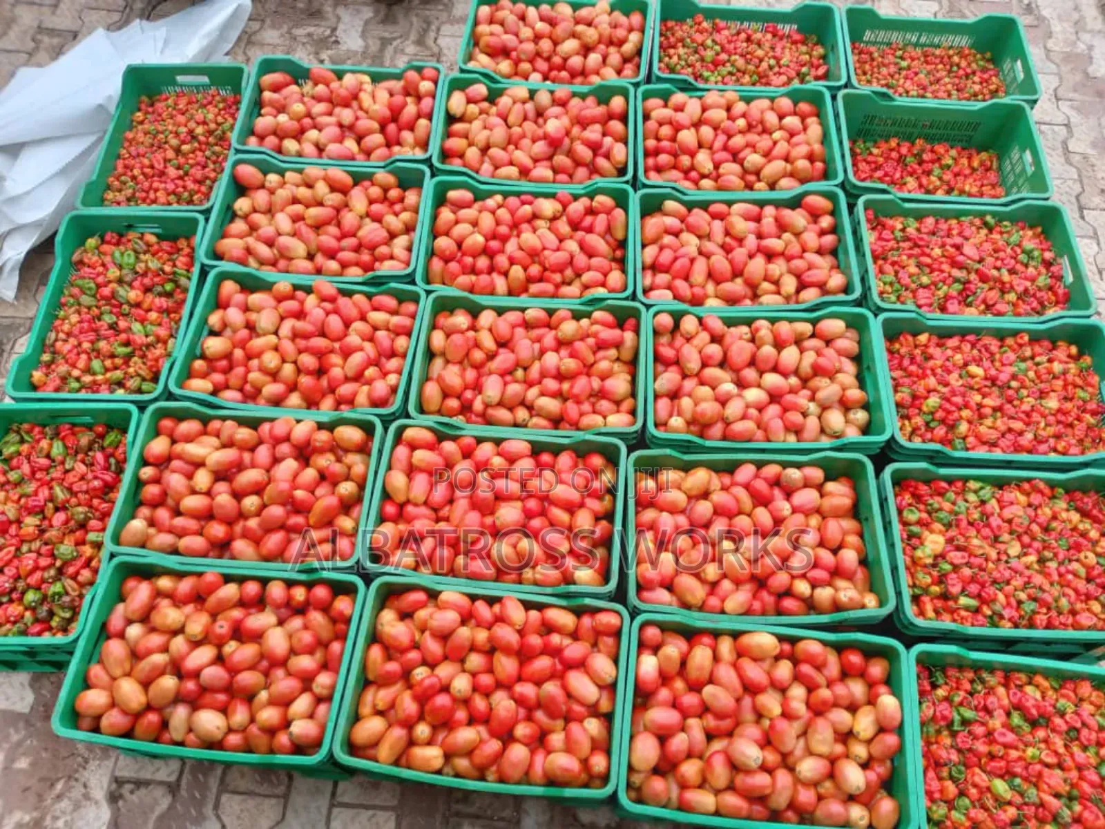 Tomato Farming/Farm Set Up