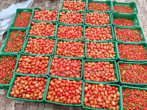 Tomato Farming/Farm Set Up