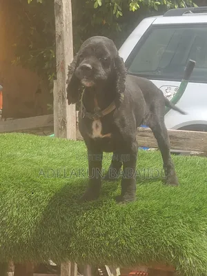 1+ year Female Purebred Cocker Spaniel