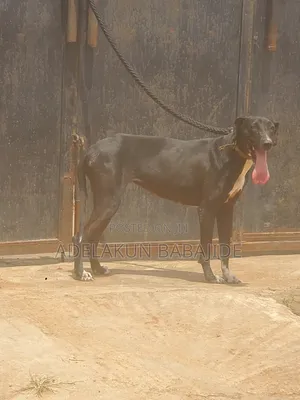 1+ year Female Purebred Great Dane